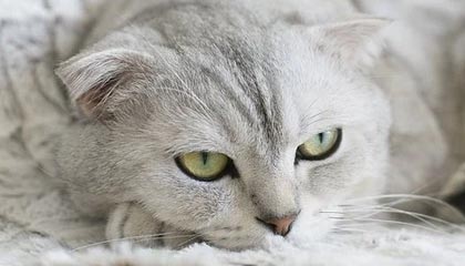 爱游戏平台-山东泰山锋线搭档状态火热，山东泰山顶峰